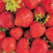 FRUITMANIA STRAWBERRY ALFA - 617/OB. 9,8x9,8